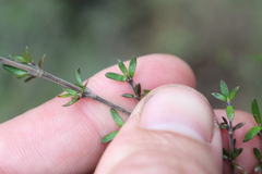 Coprosma microcarpa