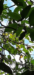 Actinidia rufa