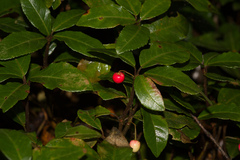 Ardisia japonica