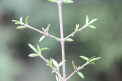 Coprosma microcarpa