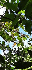 Actinidia rufa