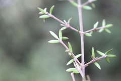 Coprosma microcarpa