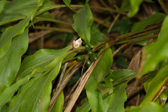 Alpinia japonica