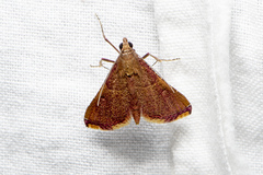 Endotricha mesenterialis