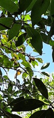 Actinidia rufa