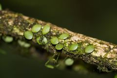 Lemmaphyllum microphyllum