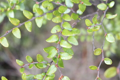 Nothofagus cliffortioides