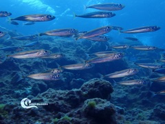 Trachurus