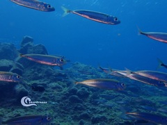 Trachurus
