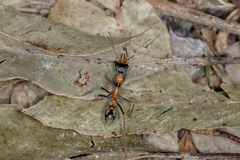 Myrmecia nigrocincta