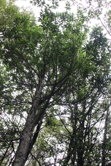 Elaeocarpus hookerianus