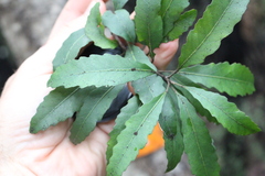 Elaeocarpus hookerianus