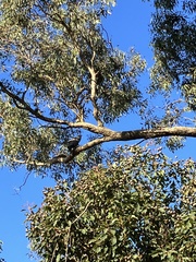 Polyboroides typus typus