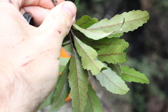 Elaeocarpus hookerianus