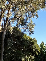 Polyboroides typus typus