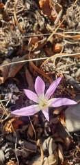 Colchicum montanum