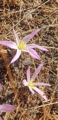 Colchicum montanum