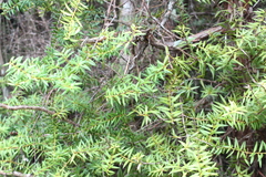 Podocarpus laetus
