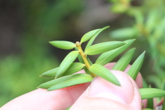 Podocarpus laetus