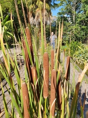 Typha shuttleworthii