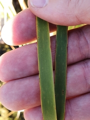 Typha shuttleworthii
