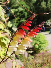 Ipomoea lobata
