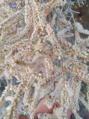 Tamarix