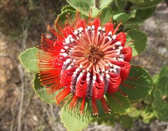 Banksia coccinea