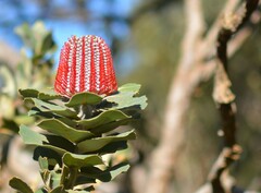 Banksia coccinea