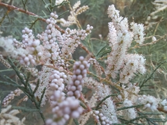 Tamarix