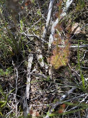 Drosera platypoda