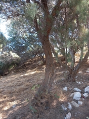 Tamarix
