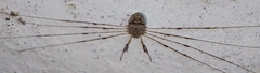 Dicranopalpus