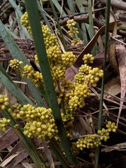 Lomandra multiflora dura
