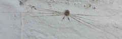 Dicranopalpus