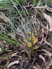 Lomandra multiflora dura