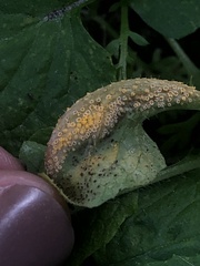 Puccinia lapsanae