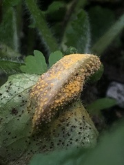 Puccinia lapsanae
