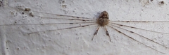 Dicranopalpus