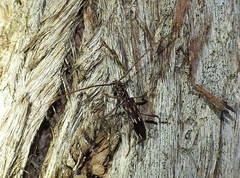 Coptocercus rubripes