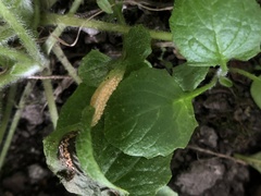 Puccinia lapsanae