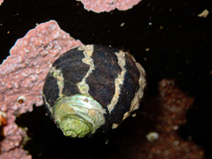 Austrocochlea porcata