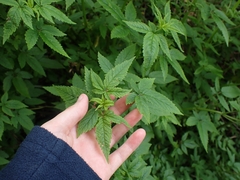 Cedronella canariensis