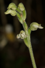 Goodyera daibuzanensis