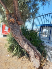 Tamarix