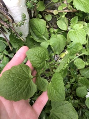 Puccinia lapsanae