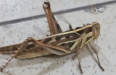 Cyrtacanthacris tatarica