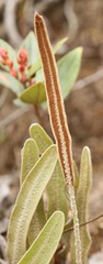 Elaphoglossum