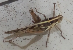 Cyrtacanthacris tatarica