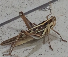 Cyrtacanthacris tatarica